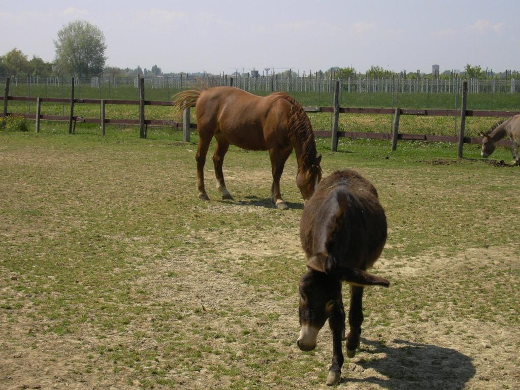 Agriturismo Casa Carpanelli Nonantola Eksteriør bilde