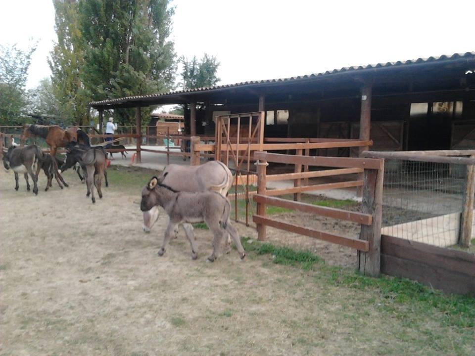 Agriturismo Casa Carpanelli Nonantola Eksteriør bilde